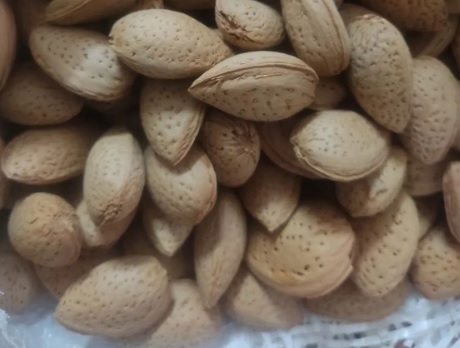 فروش و قیمت عمده بادام تلخ